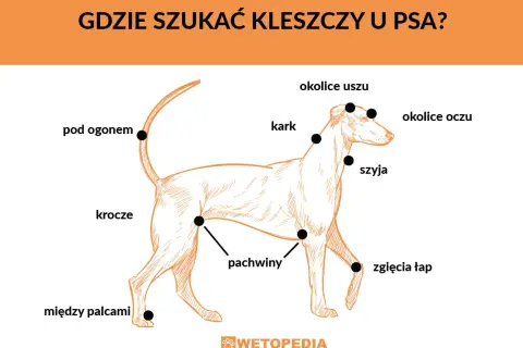 Ilustracja pokazuje psa z zaznaczonymi miejscami, gdzie najczęściej można znaleźć kleszcze: pod ogonem, w pachwinach, między palcami, na szyi i karku.