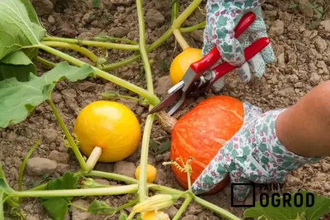 Uprawa dyni krok po kroku: Zbiory, pielęgnacja i odmiany poradnik