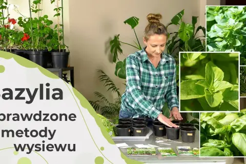 Jak siać bazylię w doniczce: proste kroki do udanej uprawy