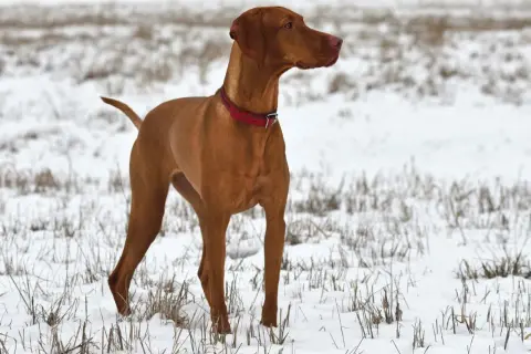 Un élégant braque hongrois, au pelage roux, se tient fièrement dans un champ enneigé, prêt pour une aventure hivernale.