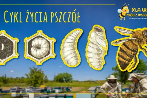 Jak rozmnażają się pszczoły? Odkryj sekrety życia w ulu!