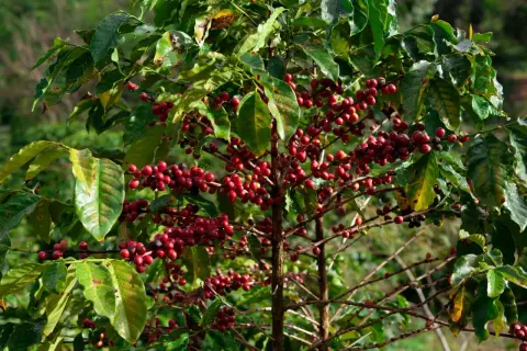 En arabisk kaffeplanta med mogna, röda kaffebär som hänger i klasar bland gröna blad.