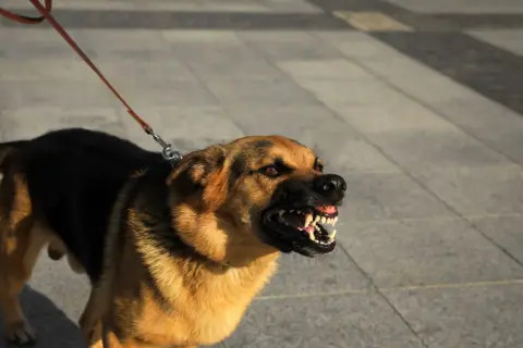 Ein aggressiver Hund knurrt und fletscht die Zähne. Sein Fell ist braun und schwarz, er ist an einer Leine.