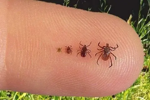 De qué color son las garrapatas y cómo identificar sus variaciones