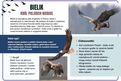 Dwa bieliki w locie, jeden z nich z rozpostartymi skrzydłami.
