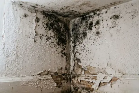 Esquina de pared con moho negro y pintura descascarada, evidencia de condensación en la pared.
