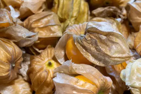 Złociste, zasuszone łupinki skrywają soczyste, pomarańczowe owoce physalis.