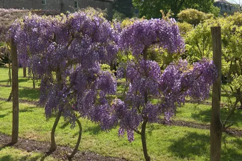 Des arbres en forme de cœur, couverts de grappes de glycine fleur, s'épanouissent dans un jardin verdoyant.