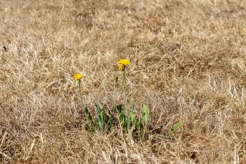 Dos flores amarillas brotan en un campo de césped seco, un signo de esperanza para recuperar el césped.