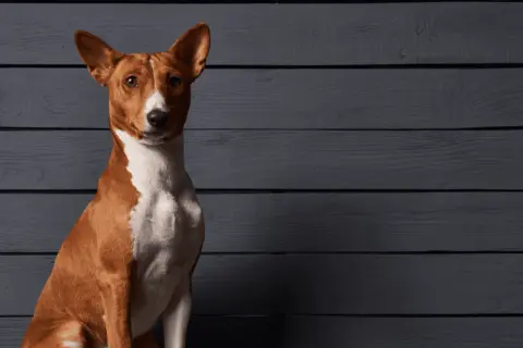 Elegancki basenji pies o rudym umaszczeniu i białej klatce piersiowej siedzi na tle ciemnych, drewnianych desek.