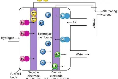 Der Aufbau einer Brennstoffzelle: Wasserstoff reagiert an der negativen Elektrode zu Protonen und Elektronen. Protonen wandern durch die Elektrolytmembran, Elektronen erzeugen Strom. An der positiven Elektrode reagieren Protonen, Elektronen und Sauerst...