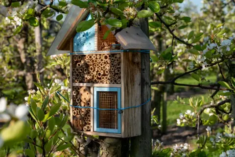 Jak zbudować domek dla pszczół DIY, aby wspierać bioróżnorodność