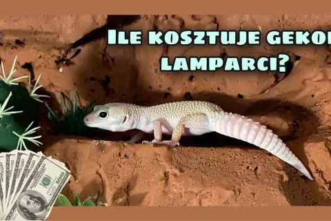 Ile kosztuje utrzymanie gekona? Sprawdź wydatki na różne gatunki