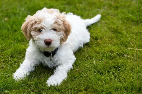 Uroczy szczeniak rasy lagotto romagnolo leży na zielonej trawie, z zaciekawieniem patrząc w obiektyw.