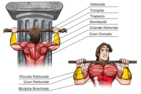 Illustrazione anatomica che mostra i trazioni alla sbarra muscoli coinvolti: dorsali, romboidi, trapezio, deltoidi, bicipiti e pettorali.