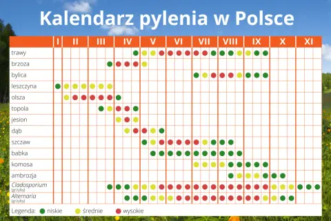 Co pyli w Szczecinie? Alerty alergika na grudzień i wiosnę