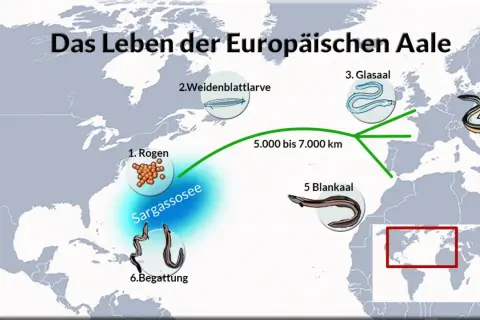Der Lebenszyklus des Europäischen Aals: von Rogen in der Sargassosee über Larven und Glasaal bis zum Gelbaal in Europa.