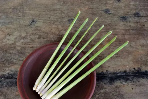 Frische Zitronengrasstängel auf einem braunen Teller. Die belebende lemongrass wirkung macht es zu einem beliebten Gewürz.
