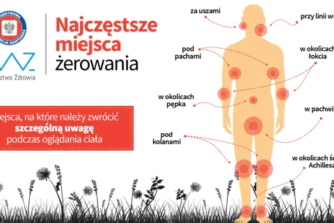 Najwięcej kleszczy żeruje za uszami, pod pachami, w okolicach łokci, pępka, pachwin, pod kolanami i ścięgna Achillesa.