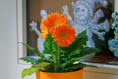 Pomarańczowa gerbera doniczkowa kwitnie na tle zimowych dekoracji okiennych ze śnieżynkami.