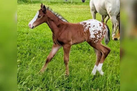 Mały koń appaloosa z plamistym umaszczeniem, wesoło podskakuje na zielonej łące.