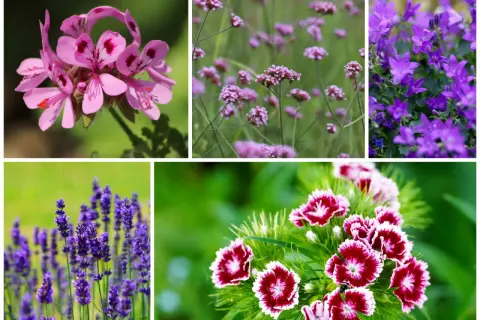 Piękne kwiaty na balkon zachodni: różowe pelargonie, fioletowe werbeny, dzwonki, lawenda i goździki.
