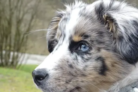 Ein wunderschöner Merle-Hund mit blauen Augen, dessen Fellmuster an Krankheiten erinnern könnte, blickt nachdenklich in die Ferne.