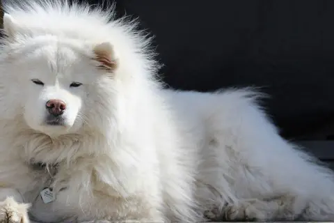 Un soffice cane bianco peloso riposa, con gli occhi socchiusi e un'espressione serena.
