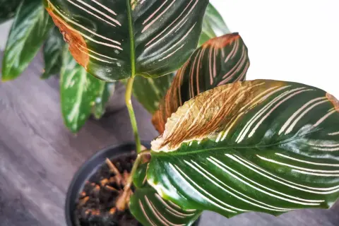 Braune Blattspitzen bei Calathea? Das deutet auf Probleme bei der Calathea Pflege hin. Vielleicht zu trockene Luft oder falsches Gießen.