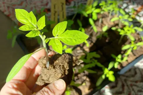 En hand håller en ung tomatplanta med jordklump. I bakgrunden syns fler plantor redo att plantera tomater.