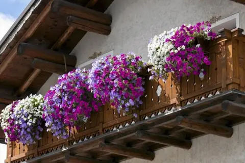 Kwiaty werbeny na balkon tworzą kaskadę fioletowych i białych kwiatów, ozdabiając drewnianą balustradę.