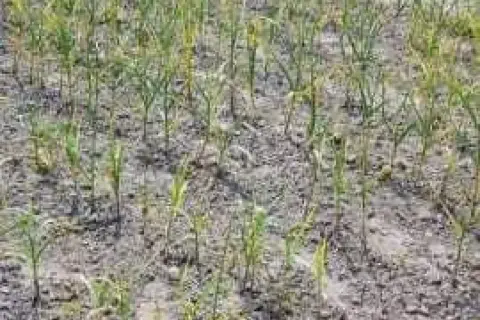 Pole młodego czosnku z widocznymi objawami chorób, liście żółkną i więdną.