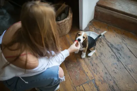 Uroczy beagle szczeniak zjada smakołyk z ręki dziewczyny na drewnianej podłodze.