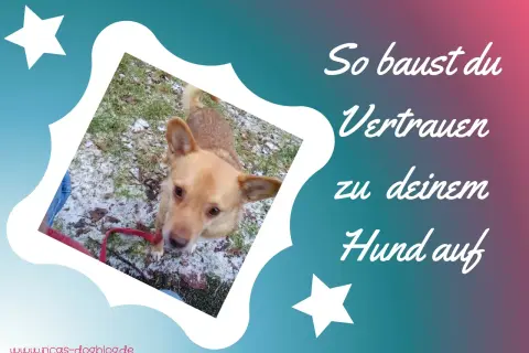 Ein Hund schaut neugierig in die Kamera. Der Text "So baust du Vertrauen zu deinem Hund auf" erklärt, wie man eine starke Bindung aufbaut, auch wenn anfangs keine Bindung zum Hund besteht.