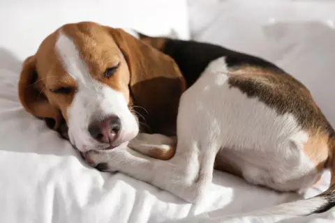 Schlafender Beagle-Welpe auf weißer Decke. Nach erfolgreichem **hund stubenrein bekommen** darf er nun auch mal entspannen.