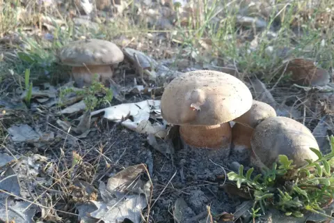 Hongos en el bosque, algunos parecen comestibles, pero la confusión llanega venenosa acecha.