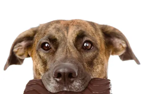 Perro con chocolate en la boca. ¿Qué pasa si mi perro come chocolate? Peligro para su salud.