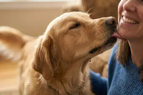 Un perro golden retriever, un verdadero perro velcro, lame cariñosamente la mejilla de su dueña, quien sonríe feliz.