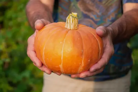 Här är en fin pumpa, ett bevis på att det går att odla pumpa i kruka.