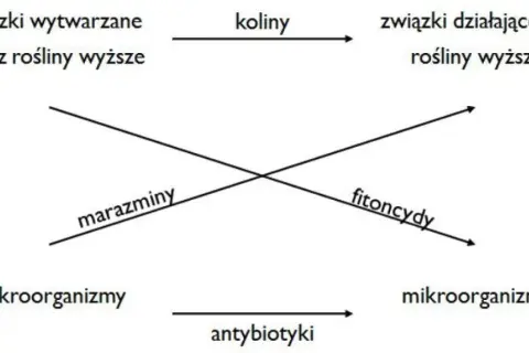 Schemat ilustruje allelopatię: związki roślinne (koliny, fitoncydy) wpływają na inne rośliny i mikroorganizmy (marazminy, antybiotyki).