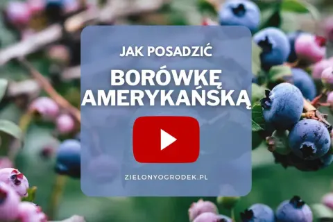 Jak sadzić borówkę amerykańską? Wideo poradnik z pięknymi owocami w tle.