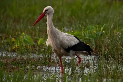 Bocian po angielsku? Odkryj "stork", wymowę i kulturowe sekrety