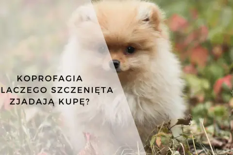 Uroczy szpic miniaturowy na tle jesiennej roślinności. Tekst pyta: "Koprologia - dlaczego szczenięta zjadają kupę?".
