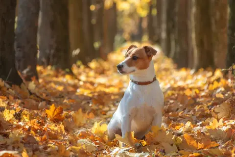 Jesienny spacer z psem. Czy pies może jeść kaszankę? Ten uroczy jack russell terrier siedzi wśród złotych liści, zastanawiając się nad jesiennymi przysmakami.