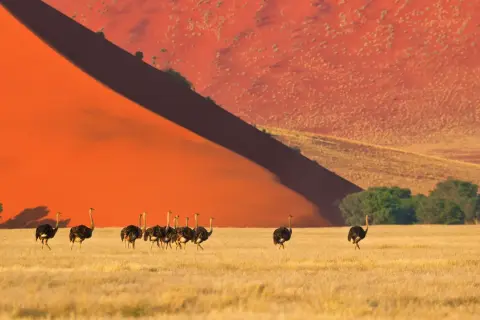 Stado strusi na tle pomarańczowych wydm Namibii. Planując podróż, pamiętaj o namibia szczepienia.