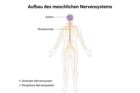 Menschlicher Körper mit Gehirn, Rückenmark und dem peripheren Nervensystem, das sich wie ein Netz über den ganzen Körper erstreckt.
