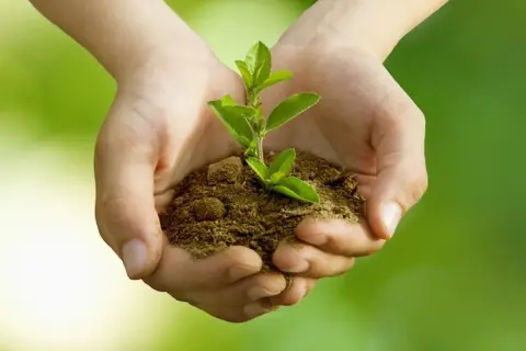 Mani che sorreggono una piantina. Come capire se uno psicologo è bravo: cerca chi nutre la tua crescita.