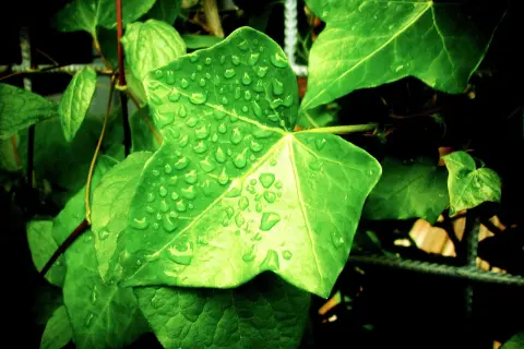 Feuilles vertes couvertes de gouttes de pluie. Une question se pose : peut-on mettre les plantes vertes sous la pluie ? Elles semblent apprécier !