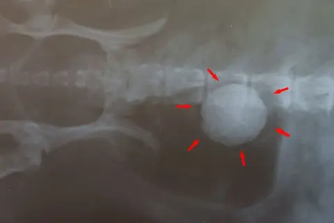 Röntgenaufnahme eines Hundes mit großen Blasensteinen, die von roten Pfeilen markiert sind.