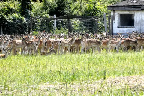Hodowla danieli po co? Odkryj korzyści i opłacalność tej działalności